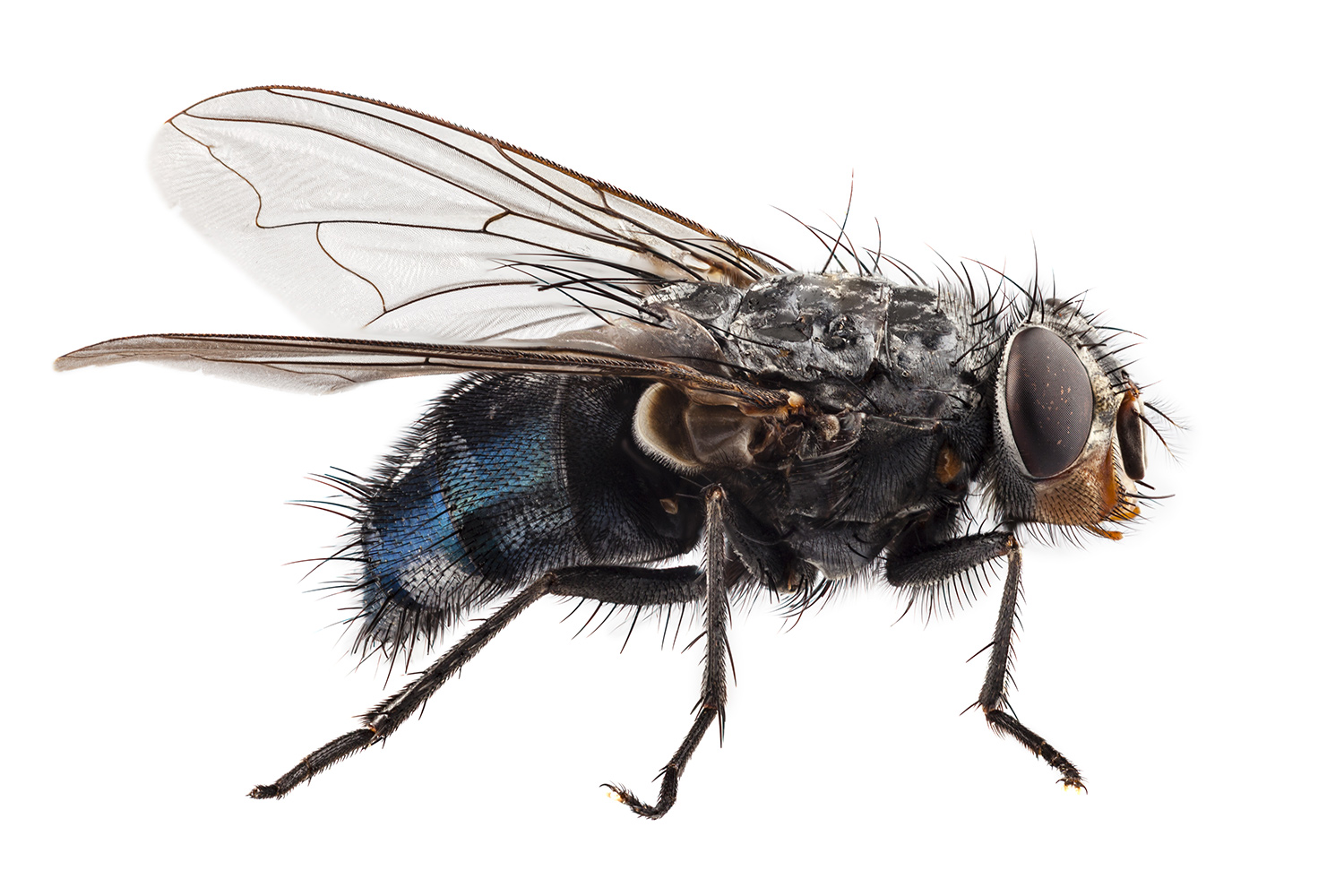 flies-aai-pest-control