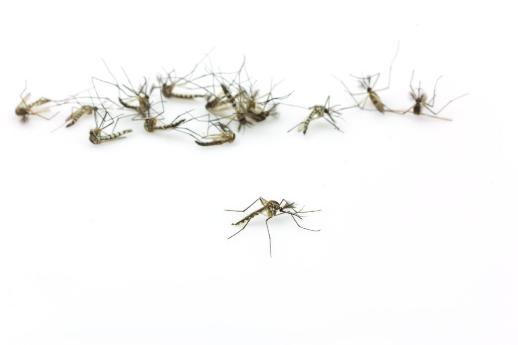 Mosquito Facts You Should Know AAI Pest Control