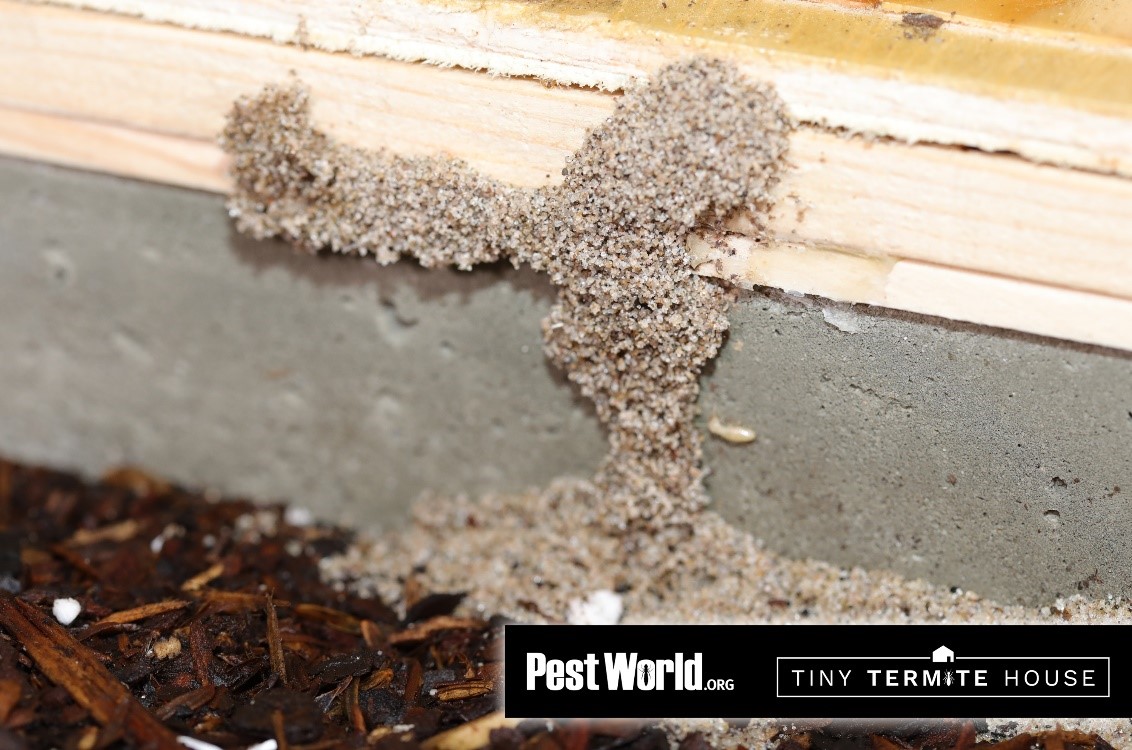 What Are Termites Which Termites Live In Northern California