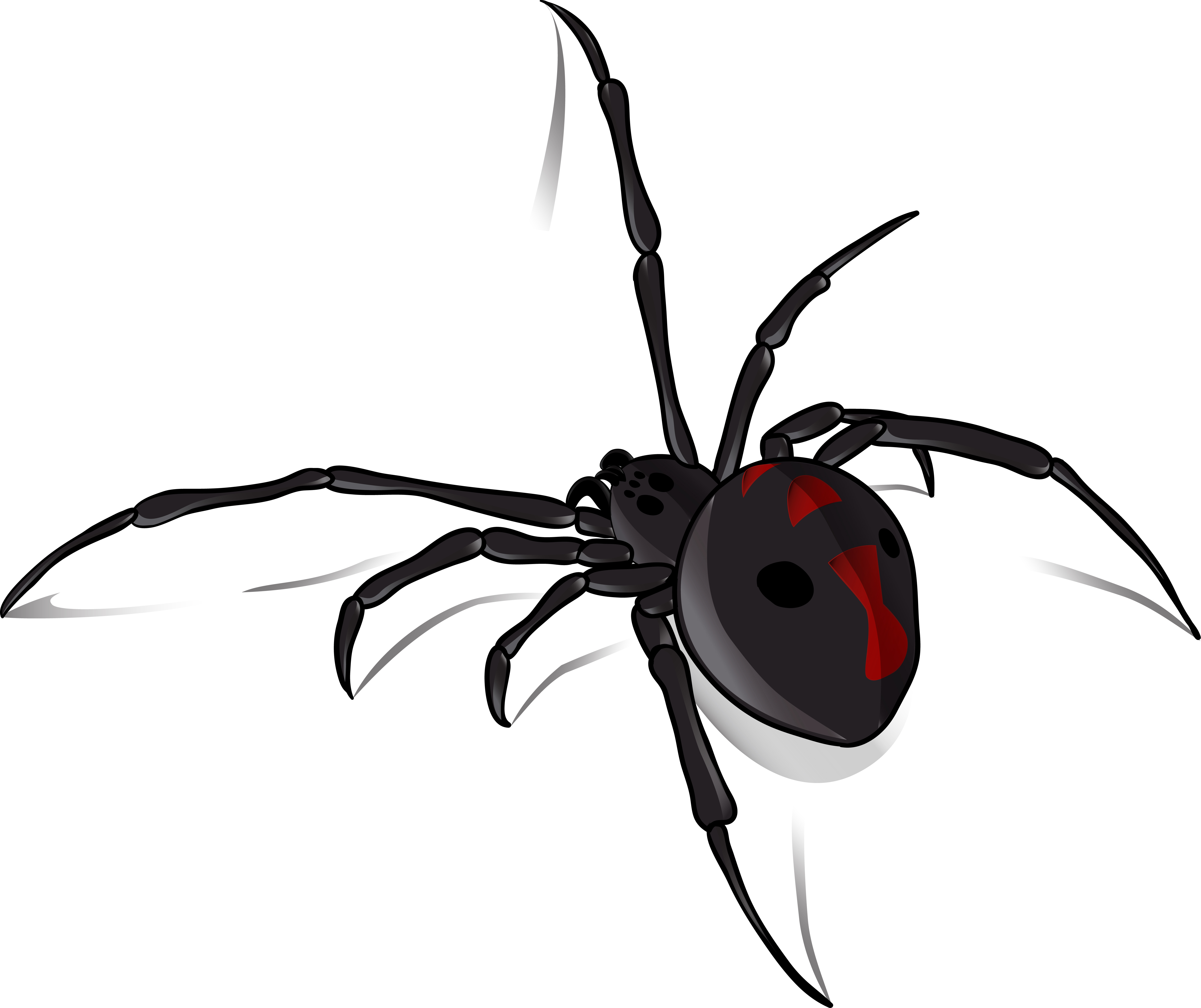 Black Widow Spider in Northern Ca - AAI Pest Control