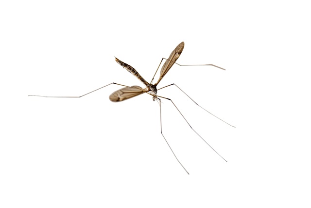 Mosquito Eaters | Your New Summer Friends | AAI Pest Control