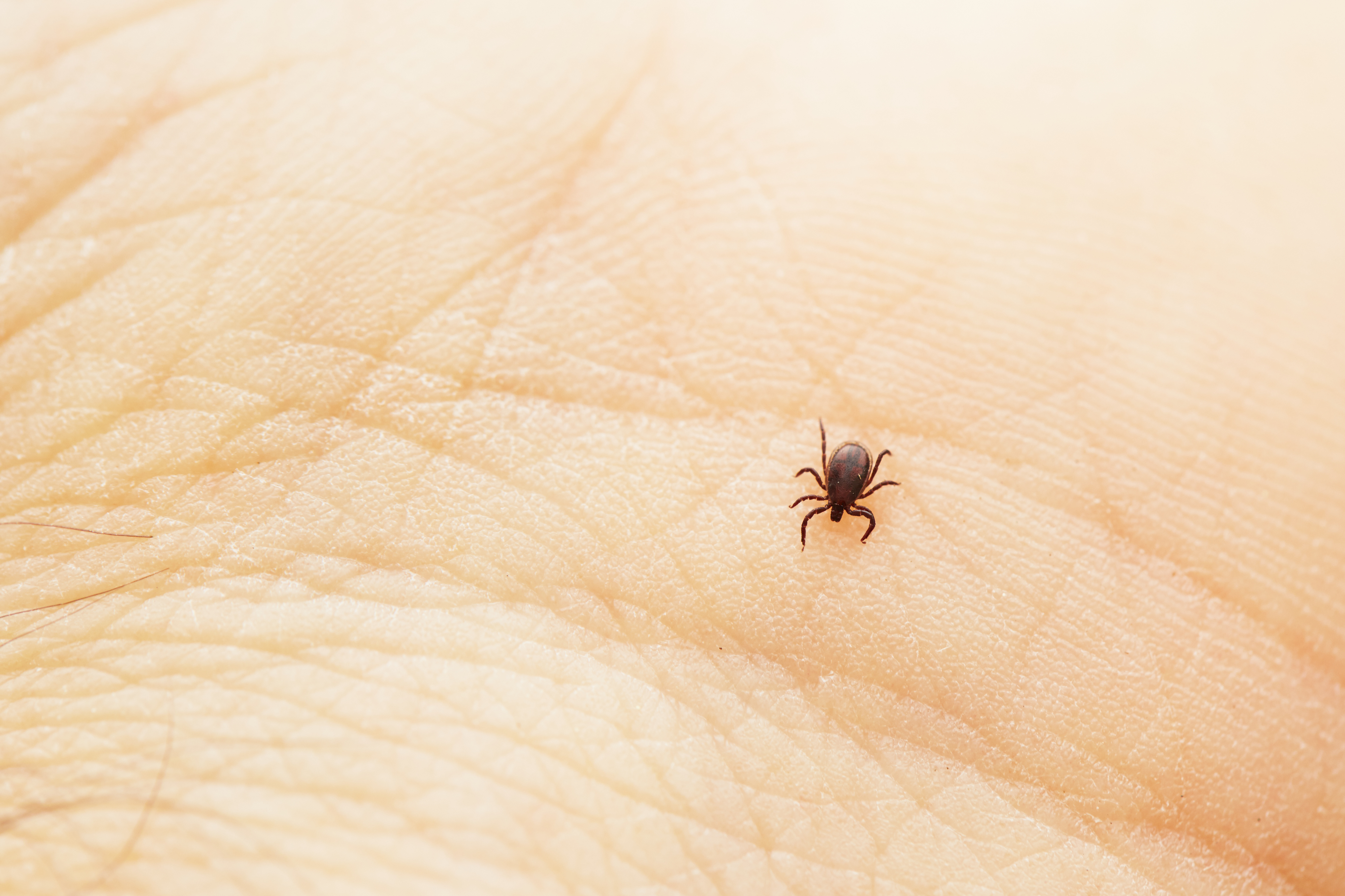 Ticks In California Helpful Information That You Should Know 