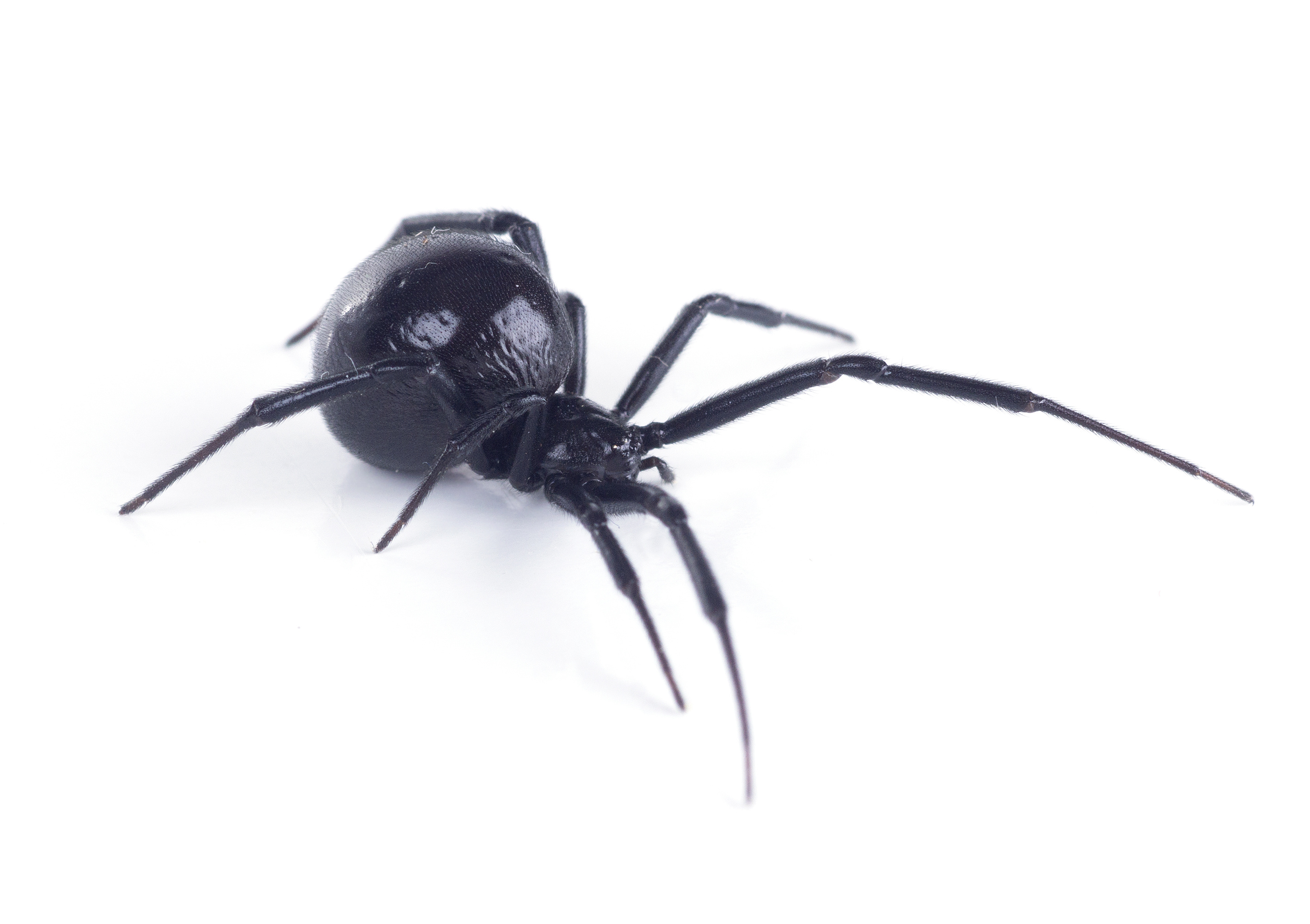 Black Widow Spider Bite: What Does It Look Like?