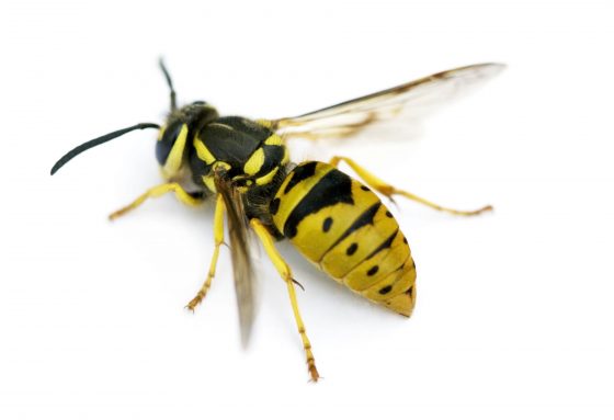 Understanding the Life Cycle of a Yellow Jacket