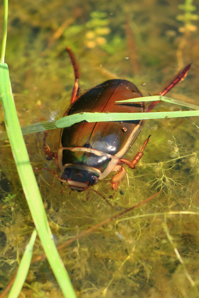 10 Things You Should Know About Water Beetles | AAI Pest Control - Blog