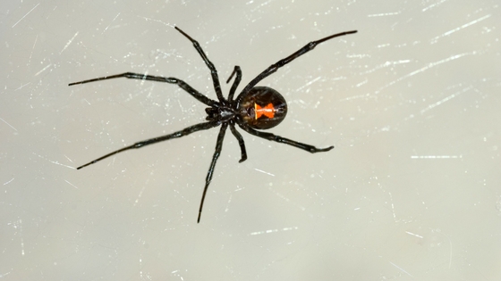 The 4 Black Widow Spider Bite Stages