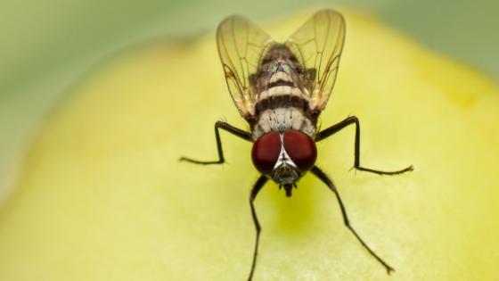 How to GET RID of GNATS & FRUIT FLYS - 6 Tips 