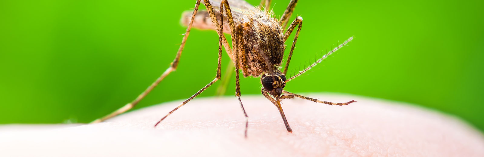 Mosquito Facts | Mosquito Tips from a Licensed Exterminator