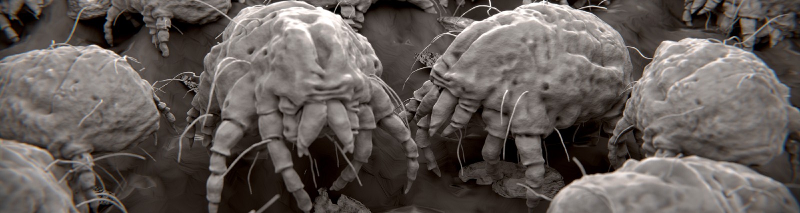 What Are Dust Mites? | AAI Pest Control