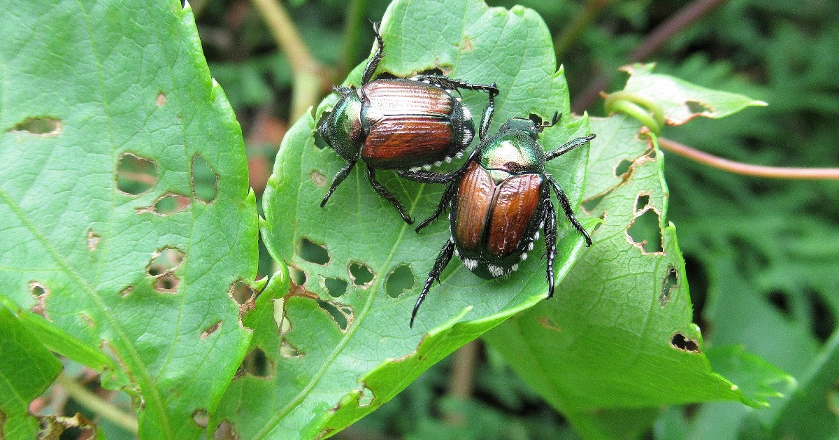 What are Japanese Beetles? | AAI Pest Control