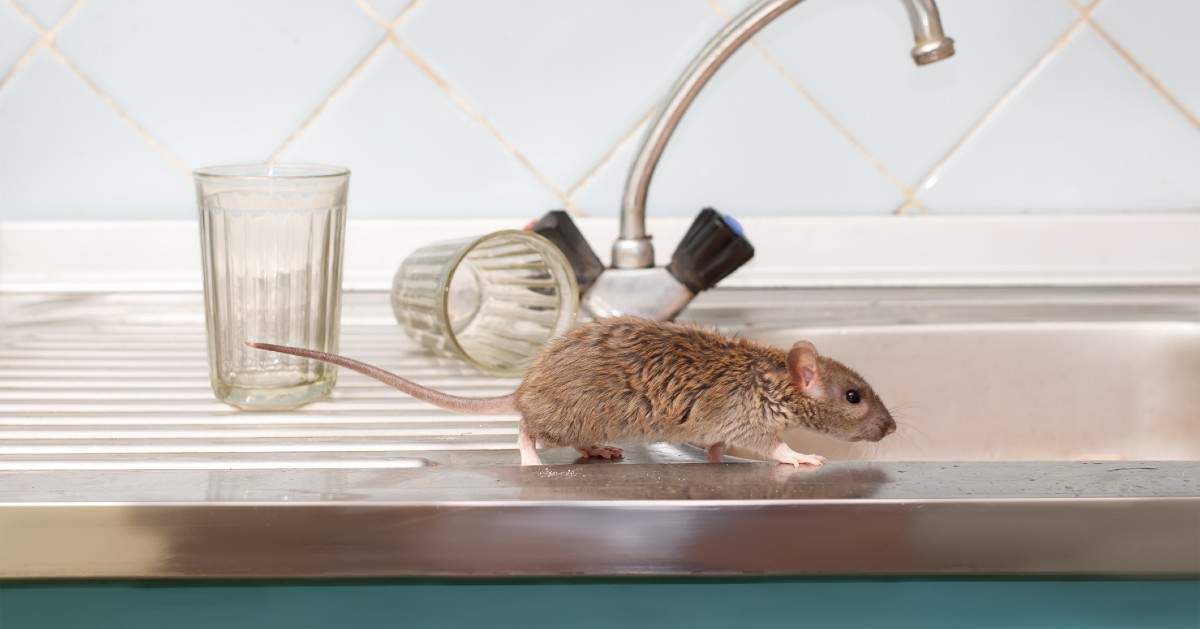 How To Get Rid Of Mice 