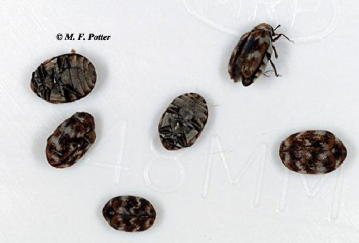 Could Carpet Beetles be eating your carpet?