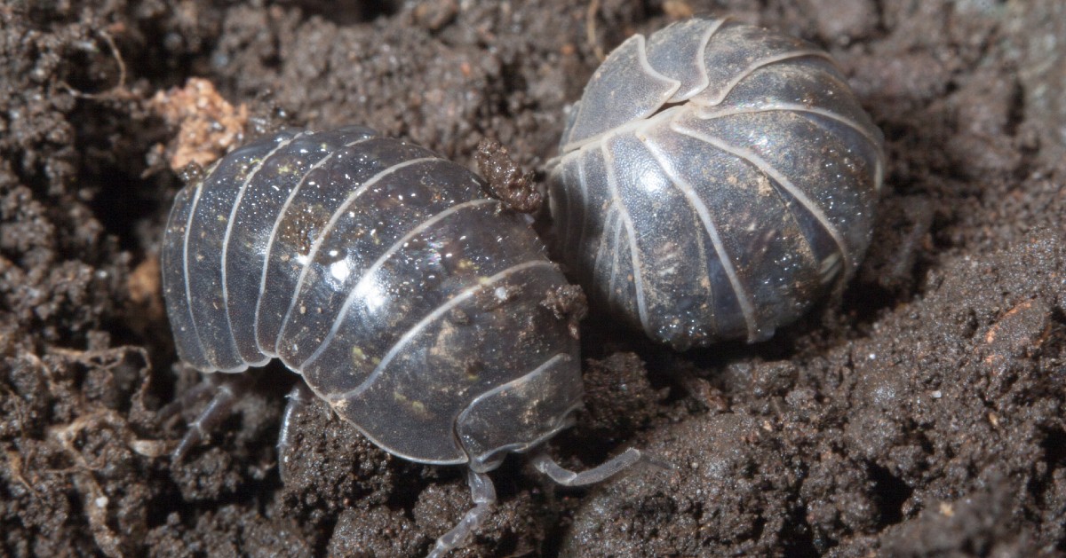 what-are-pill-bugs-and-sow-bugs-do-pill-bugs-live-in-nor-cal