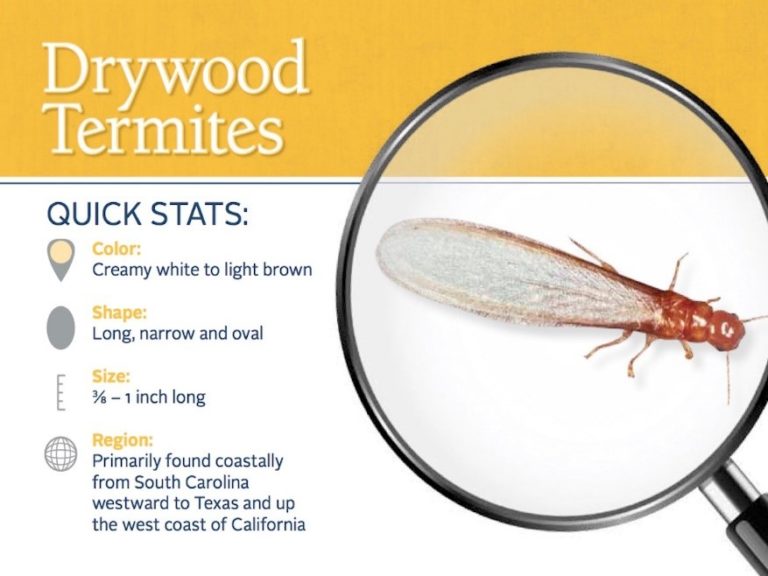 What Are Termites? | Which Termites Live in Northern California?